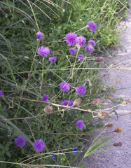 Serratula coronata insularis