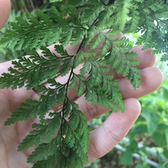 Davallia trichomanoides