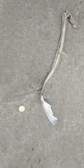 Mustelus