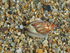 Olivella borealis