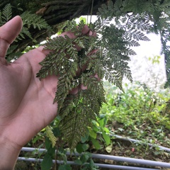 Davallia trichomanoides
