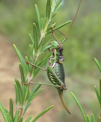 Parasteropleurus perezii
