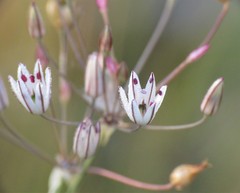 Allium moschatum