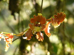 Cyrtochilum serratum