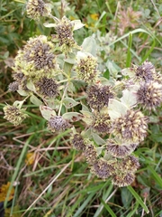 Pycnanthemum setosum