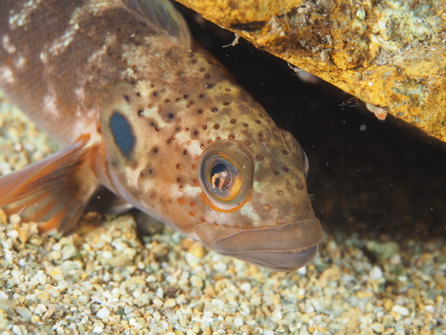 Bathymaster derjugini