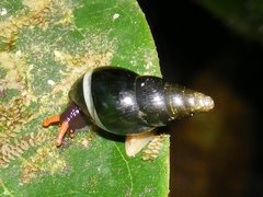 Zoniferella albobalteata