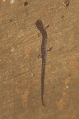 Plethodon dixi