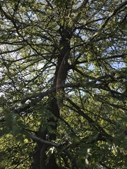 Gleditsia triacanthos inermis