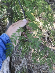 Gleditsia triacanthos inermis