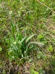 Pilosella novosibirskensis