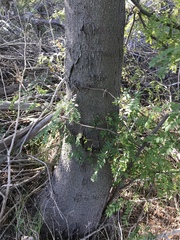 Gleditsia triacanthos inermis