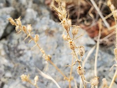Silene gallica
