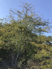 Gleditsia triacanthos inermis