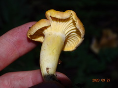 Cantharellus amethysteus