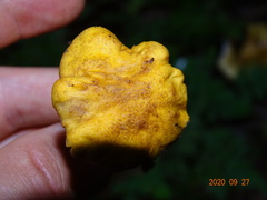 Cantharellus amethysteus