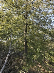 Gleditsia triacanthos inermis
