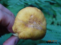 Cantharellus amethysteus