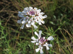 Iberis ciliata