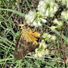Apyrrothrix araxes