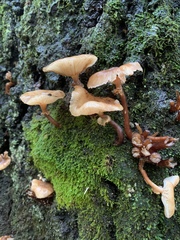 Armillaria novae-zelandiae