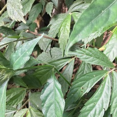 Rungia taiwanensis