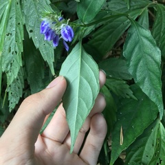 Rungia taiwanensis