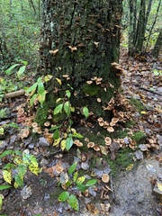 Armillaria novae-zelandiae
