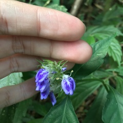 Rungia taiwanensis