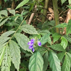 Rungia taiwanensis