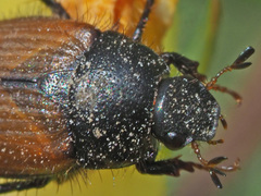 Omaloplia nigromarginata