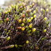 Streamside Schistidium Moss - Photo (c) Stefan Gey, some rights reserved (CC BY-NC), uploaded by Stefan Gey