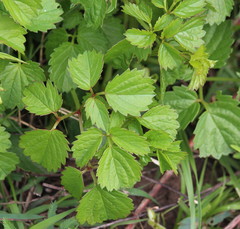 Cyphostemma natalitium