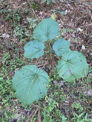 Vernicia fordii