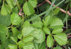 Cyphostemma natalitium