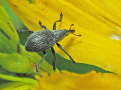 Pseudoperapion brevirostre