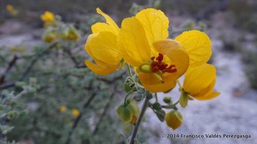 Wislizenus' Senna