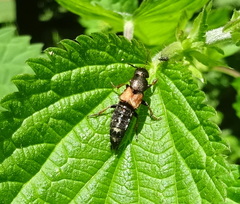 Platydracus chalcocephalus