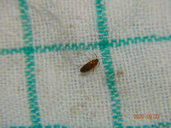 Hallomenus binotatus