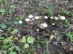 Panaeolus fimicola