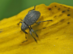 Pseudoperapion brevirostre