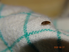 Hallomenus binotatus