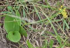 Eriospermum mackenii