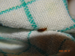 Hallomenus binotatus