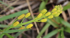 Eriospermum mackenii