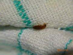 Hallomenus binotatus