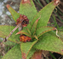 Aceria aloinis