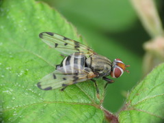Otites maculipennis