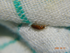 Hallomenus binotatus