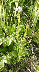 Veronica austriaca jacquinii